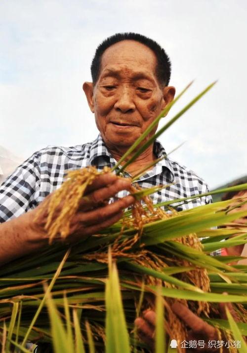 袁隆平下田爆料视频大全,揭秘农业科技发展背后的故事  第1张